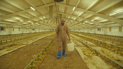 Farmer controlling the process of chicken growing on poultry farm Stock Footage 112240940