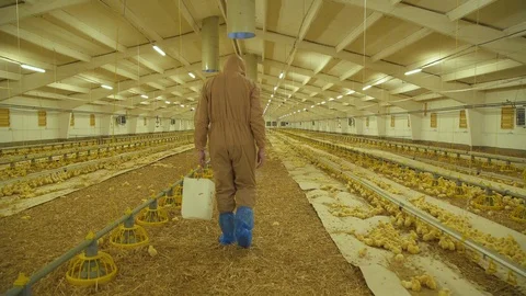 Farmer controlling the process on poultry farm with chicken Video stock 112367038