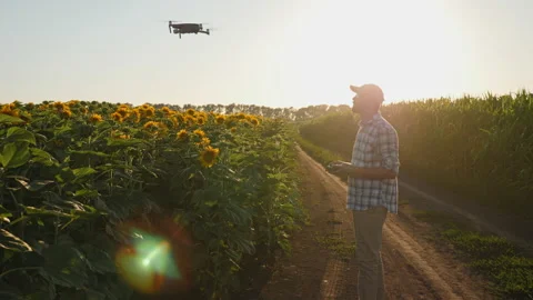 Farmer controls drone over a field of sunflowers at sunset Stock Footage 149821100