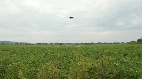 Farmer controls his field. Flight over a flooded field and loss of harvest Stock Footage 133651368