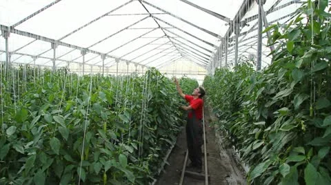 Farmer controls production of pepper Stock Footage 12135209