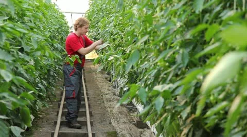 Farmer controls production of pepper Stock Footage 12320351