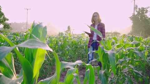 Farmer corn 0200720003 Stock Footage 120069670