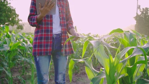 Farmer corn 0200720763 Stock Footage 120069529