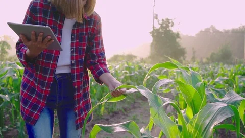 Farmer corn 0200721358 Stock Footage 120069819