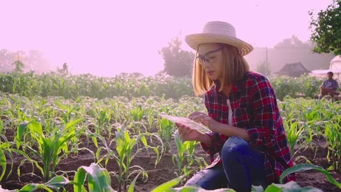 Farmer corn 0200735765 Видео 120071882