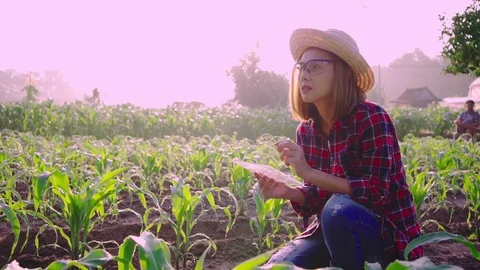 Farmer corn 0200736320 Stock-Footage 120071886
