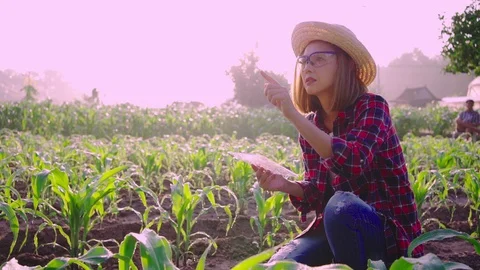 Farmer corn 0200736870 Stock Footage 120072174