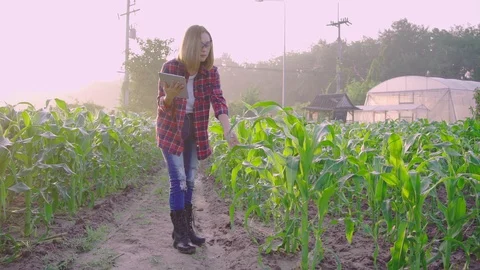 Farmer corn 0200736988 Stock Footage 120072185