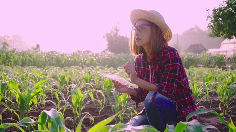 Farmer corn 0200740165 Stock Footage 120072528