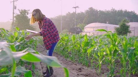 Farmer corn 0200740413 Видео 120072586