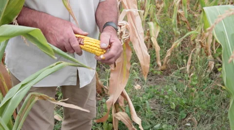 Farmer with corn cob damaged by birds and rats Stock Footage 55663297