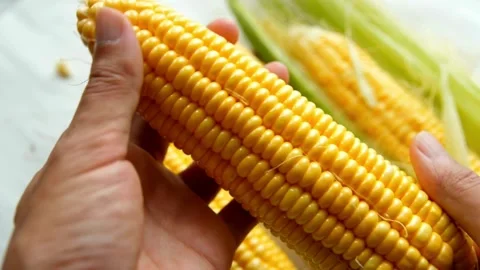 Farmer with corn cob harvest in hand. Closeup Farm Worker holding maize Stock Footage 270464643