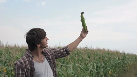 A farmer in a corn field checks his crop. Biologically clean plants. Stock Footage 132431174