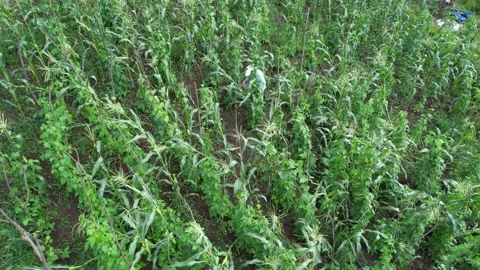 Farmer in corn field Stock Footage 257696585