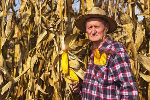 Farmer in corn field Stock Photos