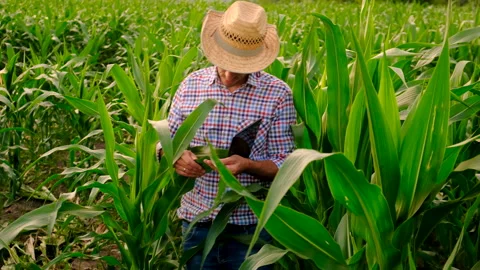 Farmer in a corn field. selective focus. Stock Footage 271377194