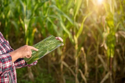 Farmer in corn field using digital tablet for smart farming. Innovation tec.. Stock Photos