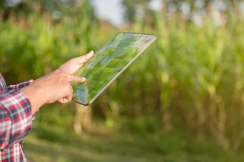 Farmer in corn field using digital tablet for smart farming. Innovation tec.. Stock Photos