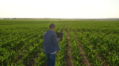 Farmer in corn field works with computer, Business Farm. Agriculture concept 動画素材 199237241