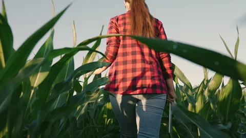 Farmer in corn field works with computer, Business Farm. Modern digital 動画素材 234807114