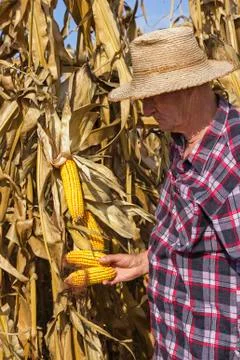 Farmer with corn in his hand Stock Photos