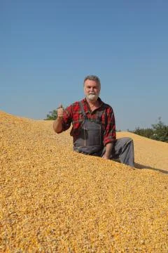 Farmer at corn stack after harvest Stockfoto's