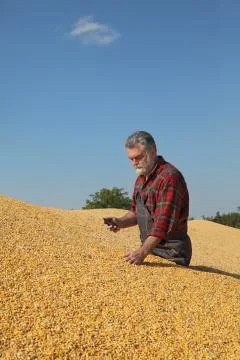 Farmer at corn stack after harvest Фото