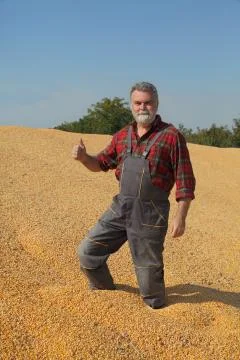 Farmer at corn stack after harvest Stock Photos