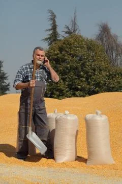 Farmer at corn stack after harvest Foto stock