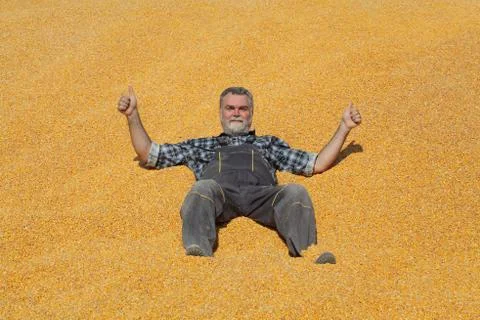 Farmer at corn stack after harvest Фото