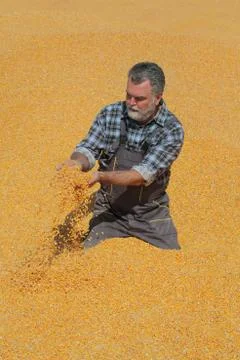 Farmer at corn stack after harvest 스톡 사진