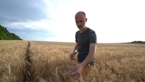Farmer in cornfield Stock Footage 77413870