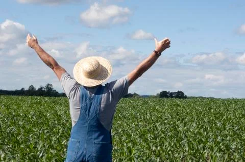 Farmer in cornfield Stock Photos