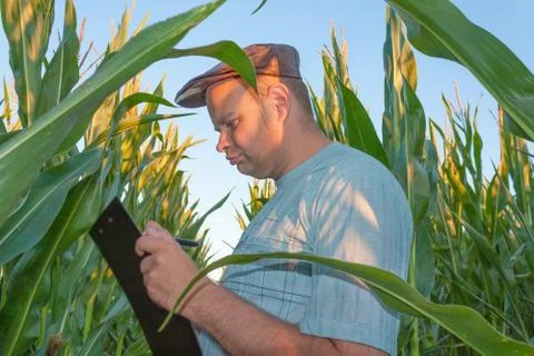 Farmer in Cornfield Stock Photos