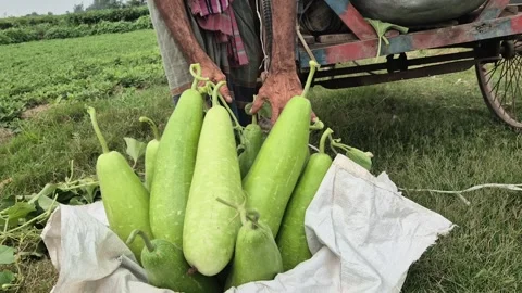 Farmer Counting Fresh Harvested Bottle Gourds By Hand In Vehicle Stock Footage 336647242