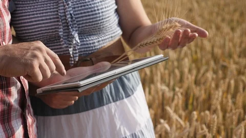 Farmer couple using digital tablet computer in ripe wheat field Stock Footage 91824198