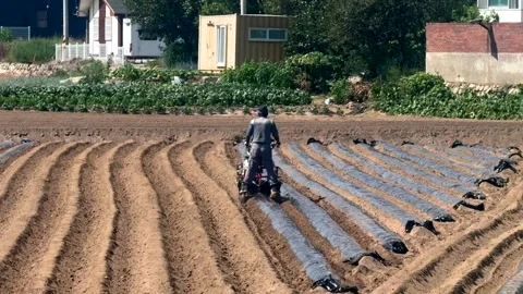 Farmer covers crop rows with black plastic mulch while planting seedlings Stock Footage 341475611