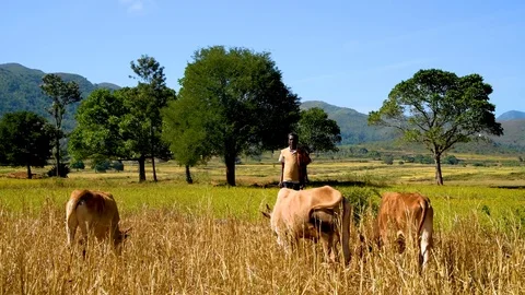 Farmer with cow eating grass in fields mountains nature Stock Footage 98732903