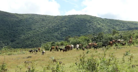 Farmer With cows at Countryside Stock Footage 291958134
