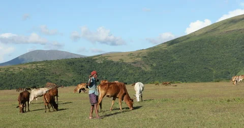 Farmer With cows at Countryside 스톡 동영상 292131825