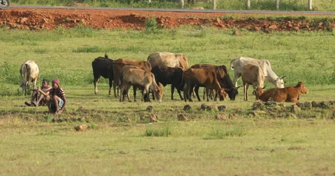 Farmer With cows at Countryside Stock Footage 292281205