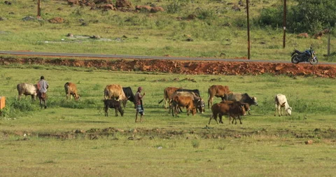 Farmer With cows at Countryside Stock Footage 292282404