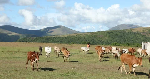 Farmer With cows at Countryside Stock Footage 293088219