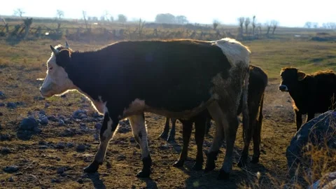 Farmer with Cows Stock-Footage 259443863