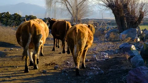Farmer with Cows Vídeos de archivo 259444297
