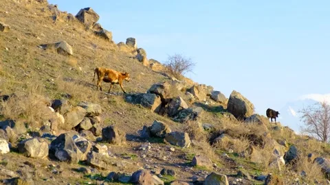 Farmer with Cows Stock-Footage 259444801