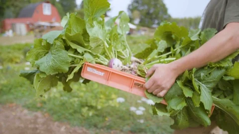Farmer with crate of turnip walking in field Stock Footage 87805060