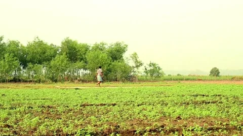 Farmer crosses a field along a path in Bengal, India Stock-Footage 65519405