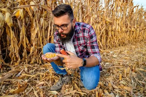 Farmer crouching in corn field examining corn kernels before harvest. Stock Photos